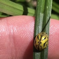 Paropsisterna obliterata at Yaouk, NSW - 20 Dec 2022 10:30 AM