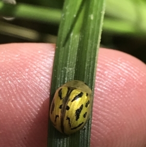 Paropsisterna obliterata at Yaouk, NSW - 20 Dec 2022 10:30 AM