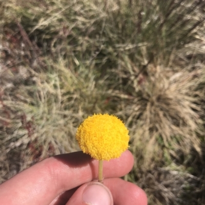 Craspedia adenophora (Sticky Billy Buttons) at Yaouk, NSW - 20 Dec 2022 by Tapirlord