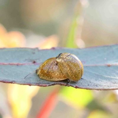 Paropsisterna cloelia (Eucalyptus variegated beetle) at O'Connor, ACT - 11 Jan 2023 by ConBoekel