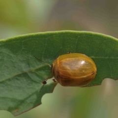 Paropsisterna cloelia (Eucalyptus variegated beetle) at Acton, ACT - 11 Jan 2023 by ConBoekel