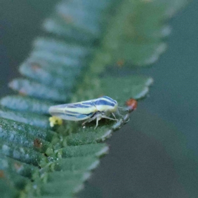 Zygina evansi (A leaf hopper) at O'Connor, ACT - 12 Jan 2023 by ConBoekel