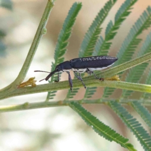 Rhinotia sp. in brunnea-group at Acton, ACT - 12 Jan 2023