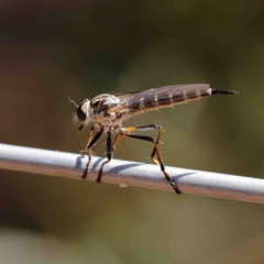 Cerdistus sp. (genus) (Yellow Slender Robber Fly) at O'Connor, ACT - 12 Jan 2023 by ConBoekel