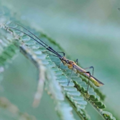 Rayieria acaciae (Acacia-spotting bug) at O'Connor, ACT - 11 Jan 2023 by ConBoekel