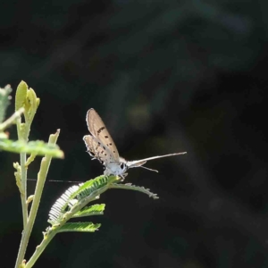 Jalmenus ictinus at O'Connor, ACT - 12 Jan 2023 10:22 AM