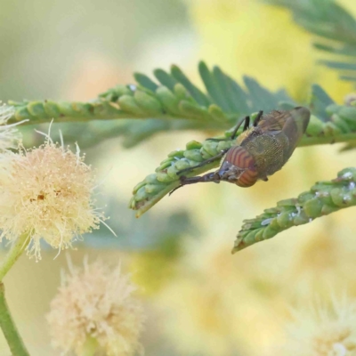 Stomorhina discolor (Snout fly) at Dryandra St Woodland - 12 Jan 2023 by ConBoekel