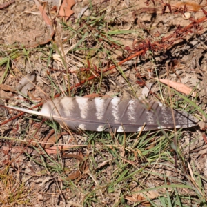 Podargus strigoides at O'Connor, ACT - 12 Jan 2023