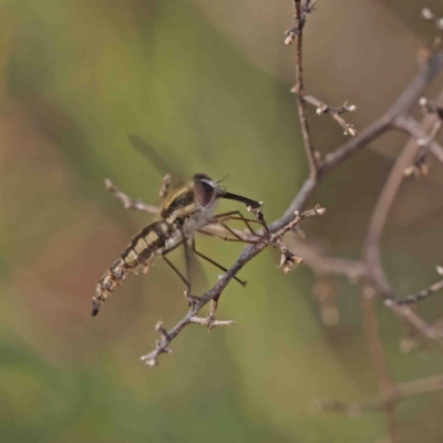 Trichophthalma sp. (genus) (Tangle-vein fly) at O'Connor, ACT - 11 Jan 2023 by ConBoekel