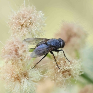 Tachinidae (family) at O'Connor, ACT - 12 Jan 2023