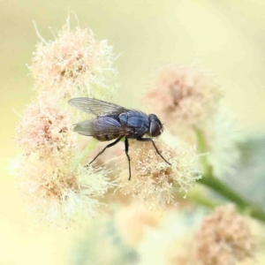 Tachinidae (family) at O'Connor, ACT - 12 Jan 2023