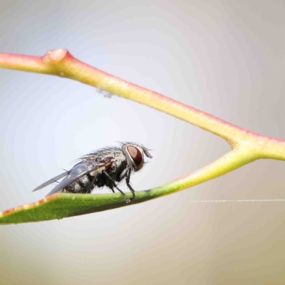 Tachinidae (family) (Unidentified Bristle fly) at O'Connor, ACT - 11 Jan 2023 by ConBoekel