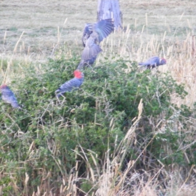 Callocephalon fimbriatum (Gang-gang Cockatoo) at Red Hill, ACT - 20 Jan 2023 by MichaelMulvaney