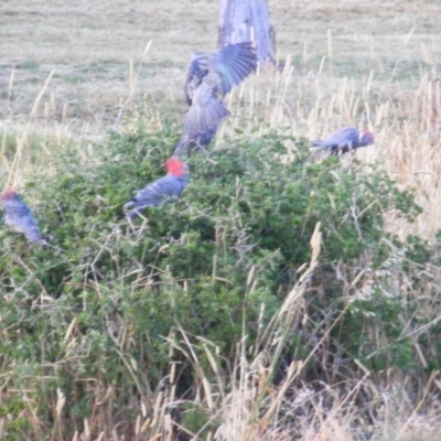 Callocephalon fimbriatum (Gang-gang Cockatoo) at Red Hill, ACT - 19 Jan 2023 by MichaelMulvaney