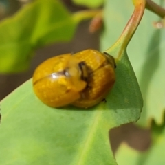 Paropsisterna cloelia (Eucalyptus variegated beetle) at Jerrabomberra, ACT - 20 Jan 2023 by Mike