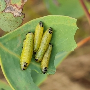 Chrysomelidae sp. (family) at Jerrabomberra, ACT - 20 Jan 2023