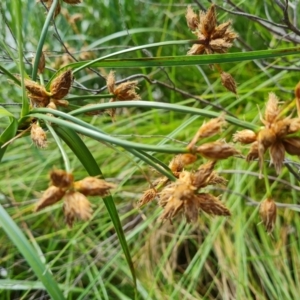 Bolboschoenus medianus at Jerrabomberra, ACT - 20 Jan 2023 04:32 PM