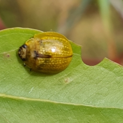 Paropsisterna cloelia (Eucalyptus variegated beetle) at Jerrabomberra, ACT - 20 Jan 2023 by Mike