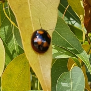 Paropsisterna beata at Jerrabomberra, ACT - 20 Jan 2023 04:02 PM