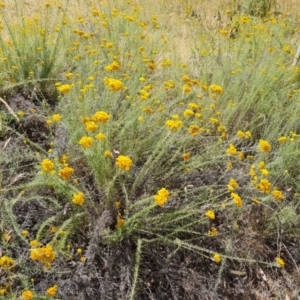 Chrysocephalum semipapposum at Jerrabomberra, ACT - 20 Jan 2023