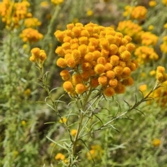 Chrysocephalum semipapposum at Jerrabomberra, ACT - 20 Jan 2023