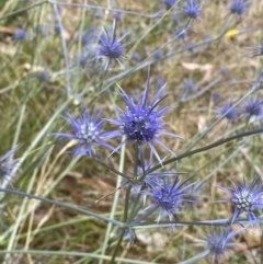 Eryngium ovinum (Blue Devil) at Molonglo River Reserve - 20 Jan 2023 by Steve_Bok