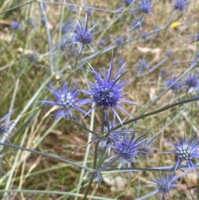 Eryngium ovinum (Blue Devil) at Molonglo Valley, ACT - 20 Jan 2023 by Steve_Bok