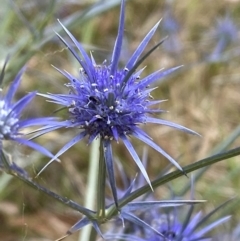 Eryngium ovinum at Molonglo Valley, ACT - 20 Jan 2023