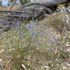 Eryngium ovinum at Molonglo Valley, ACT - 20 Jan 2023