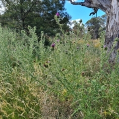 Cirsium vulgare (Spear Thistle) at Jerrabomberra, ACT - 20 Jan 2023 by Mike