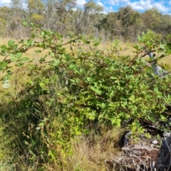 Rubus anglocandicans (Blackberry) at Jerrabomberra, ACT - 20 Jan 2023 by Mike