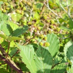 Rubus anglocandicans at Jerrabomberra, ACT - 20 Jan 2023