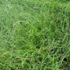 Microlaena stipoides (Weeping Grass) at Jerrabomberra, ACT - 20 Jan 2023 by Mike