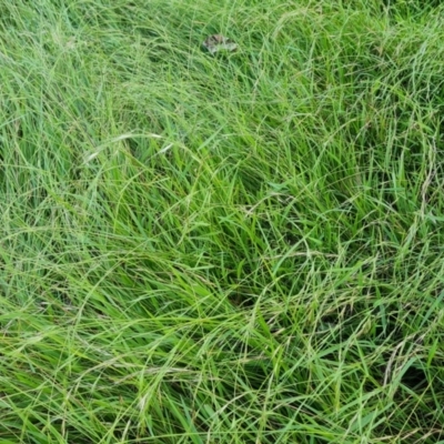 Microlaena stipoides (Weeping Grass) at Jerrabomberra, ACT - 20 Jan 2023 by Mike