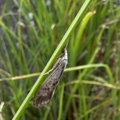 Asmicridea edwardsii (Shannon Moth) at Kosciuszko National Park - 10 Jan 2023 by Pirom