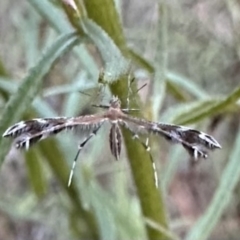 Stangeia xerodes (A plume moth) at Mount Ainslie - 30 Dec 2022 by Pirom