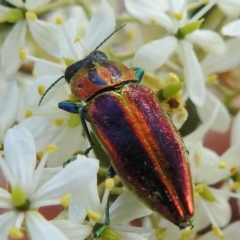 Selagis aurifera (Aurifera jewel beetle) at Kambah, ACT - 20 Jan 2023 by HelenCross