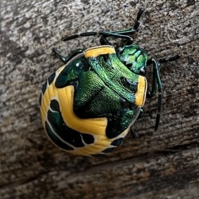 Scutiphora pedicellata (Metallic Jewel Bug) at Mount Majura - 20 Jan 2023 by Pirom