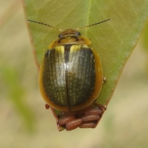 Paropsisterna sp. (genus) at Stromlo, ACT - 20 Jan 2023