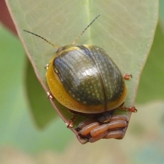 Paropsisterna sp. (genus) at Stromlo, ACT - 20 Jan 2023