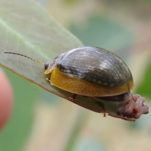 Paropsisterna sp. (genus) at Stromlo, ACT - 20 Jan 2023