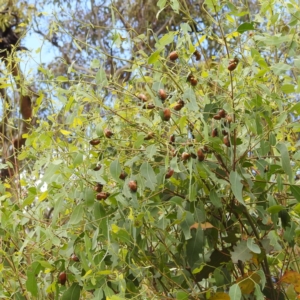 Anoplognathus brunnipennis at Tuggeranong, ACT - suppressed