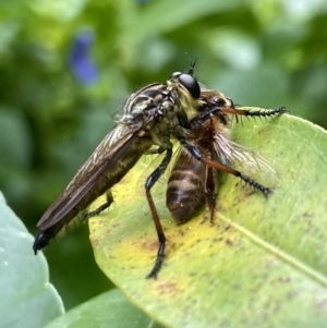 Zosteria rosevillensis at Lyneham, ACT - 20 Jan 2023