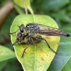 Zosteria rosevillensis at Lyneham, ACT - 20 Jan 2023