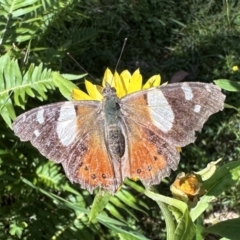 Vanessa itea (Yellow Admiral) at Mongarlowe River - 17 Jan 2023 by Pirom