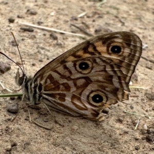 Geitoneura acantha at Hackett, ACT - 20 Jan 2023 11:43 AM