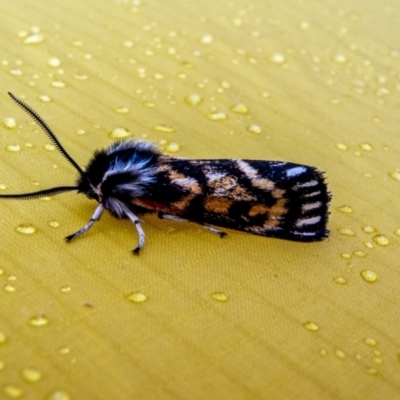 Phaos aglaophara (Alpine Tiger Moth) at Kosciuszko National Park - 13 Jan 2023 by Philip