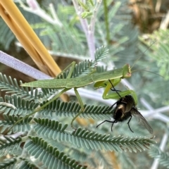 Orthodera ministralis (Green Mantid) at Mount Majura - 20 Jan 2023 by Pirom