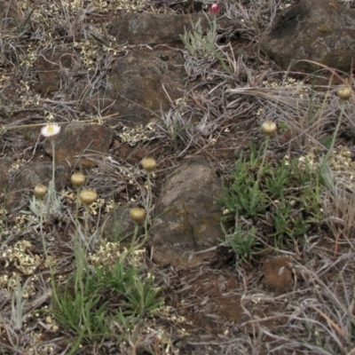 Rutidosis leiolepis (Monaro Golden Daisy) at Cooma Grasslands Reserves - 20 Nov 2018 by AndyRoo