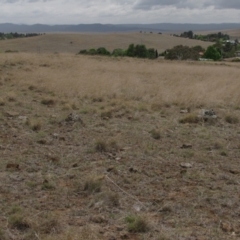 Rutidosis leiolepis at Cooma, NSW - 21 Nov 2018